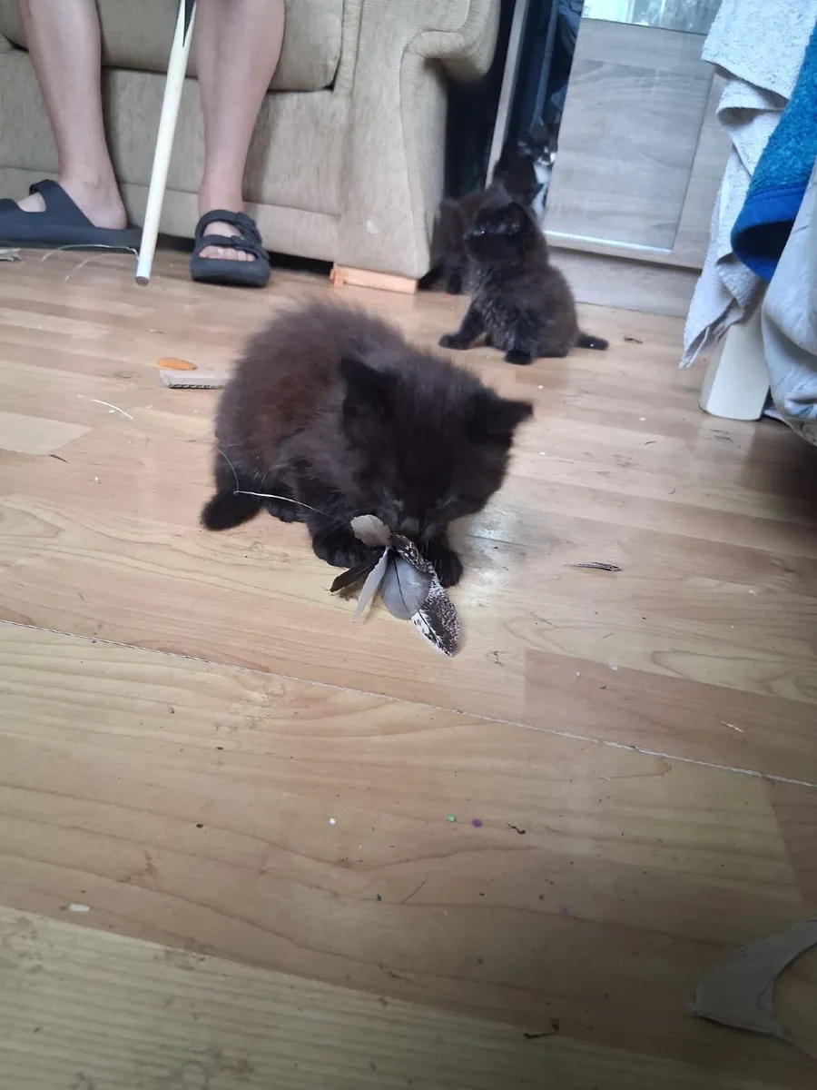 Kittens - Image 4