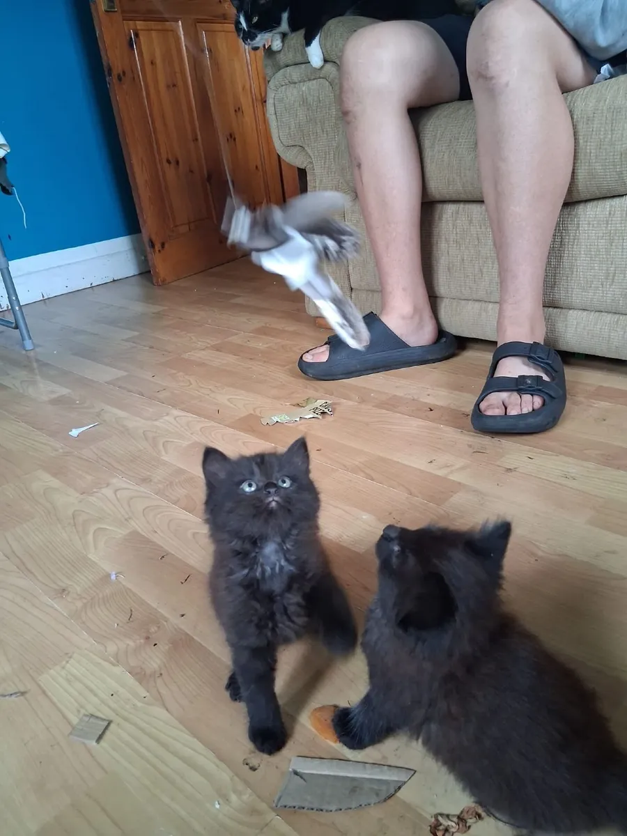 Kittens - Image 3