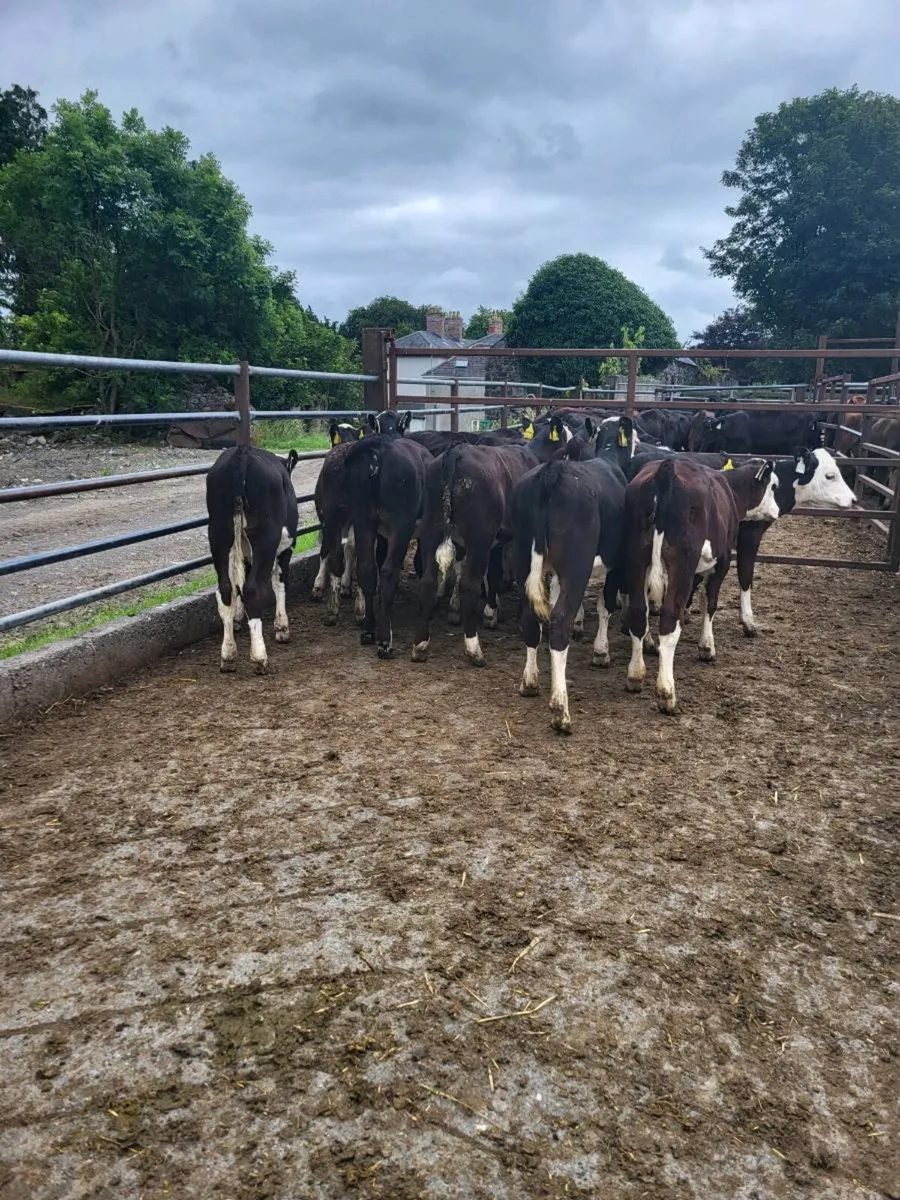 Heifers - Image 3