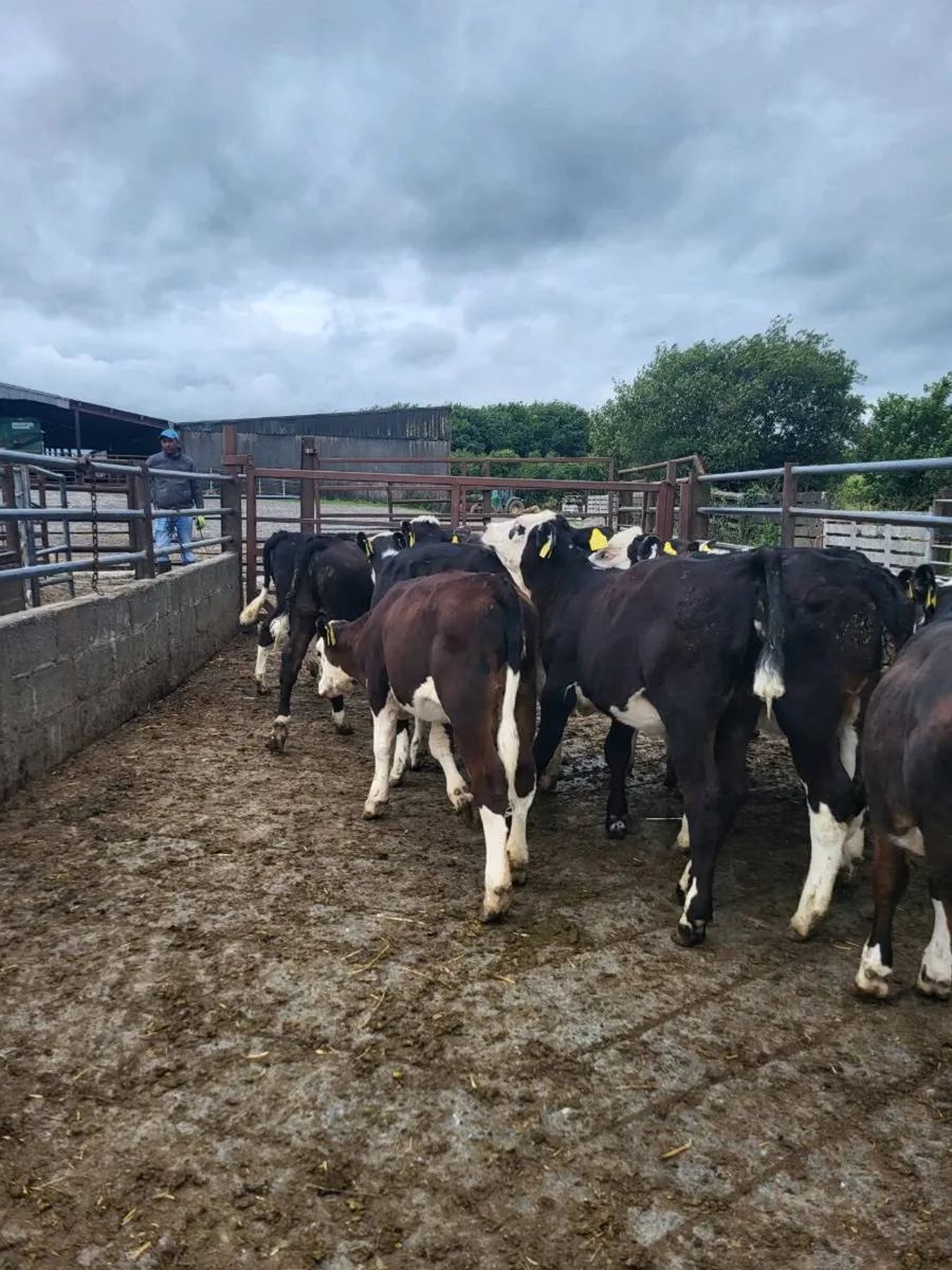 Heifers - Image 2