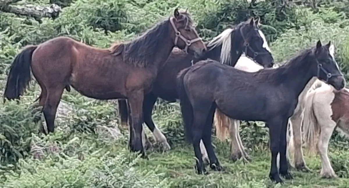 Connemara yearlings - Image 2