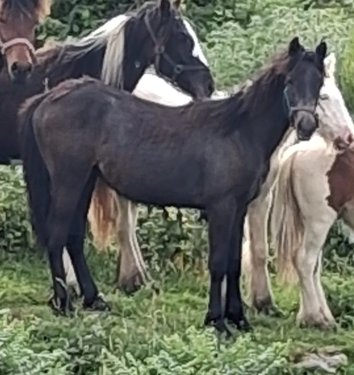 Connemara yearlings - Image 3