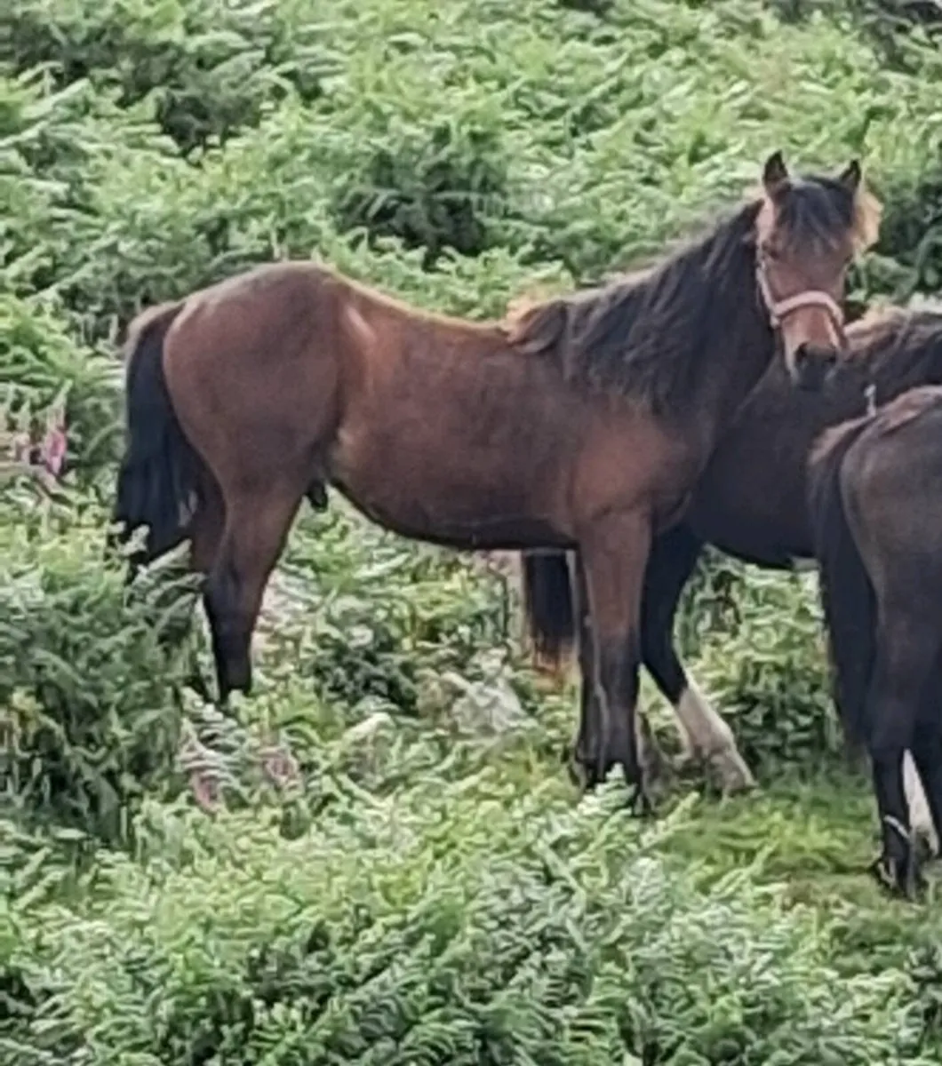 Connemara yearlings - Image 1