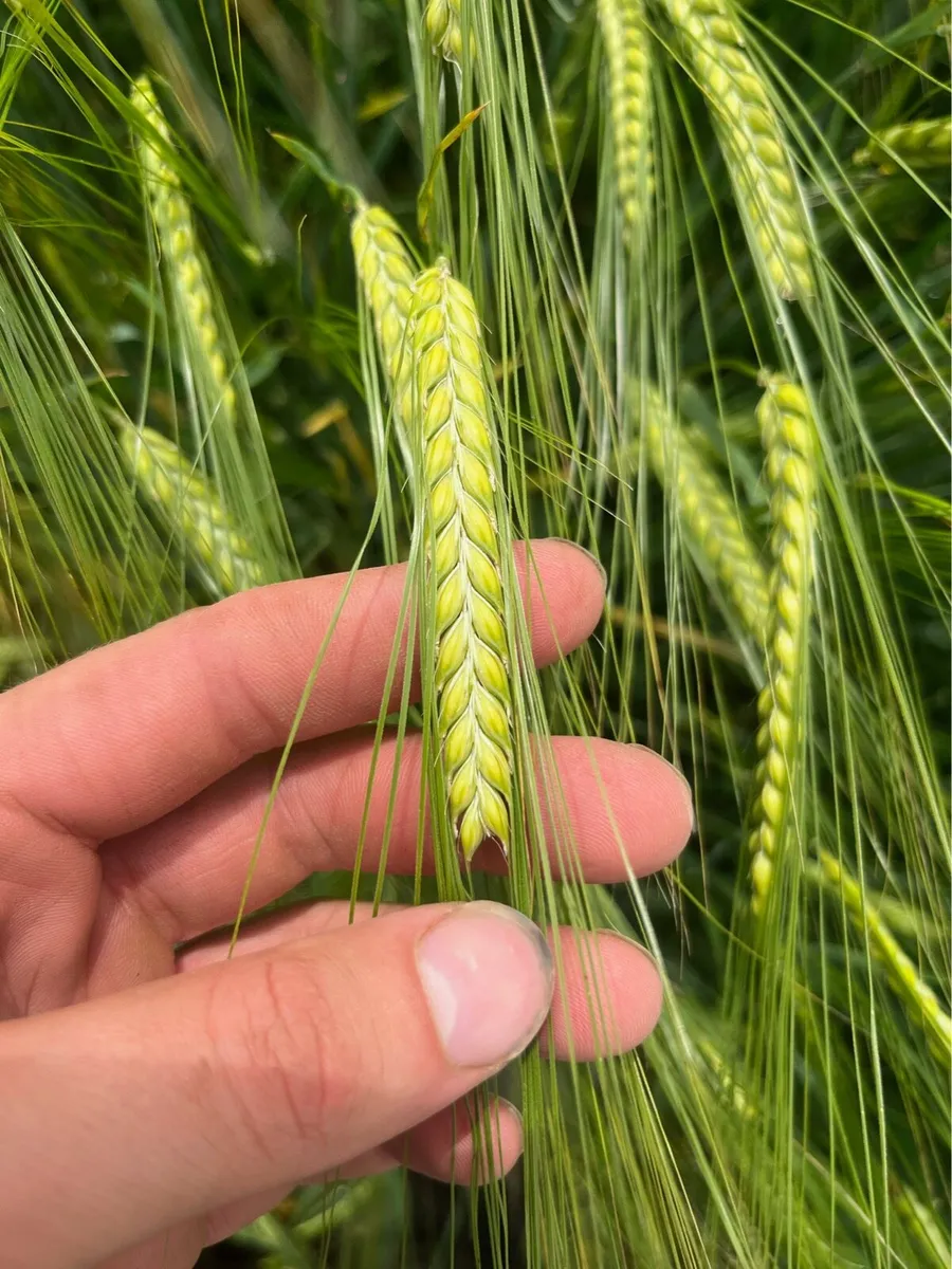 Independent Agronomist - Image 2