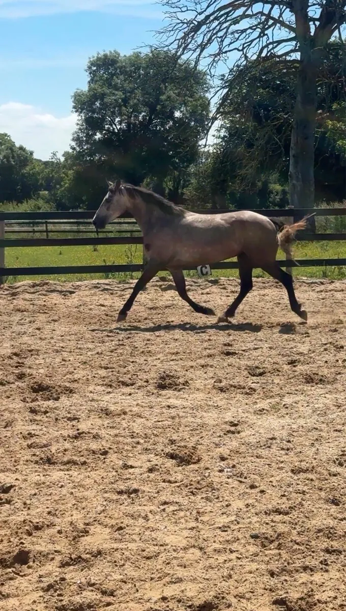 4 yo Connemara - Image 2
