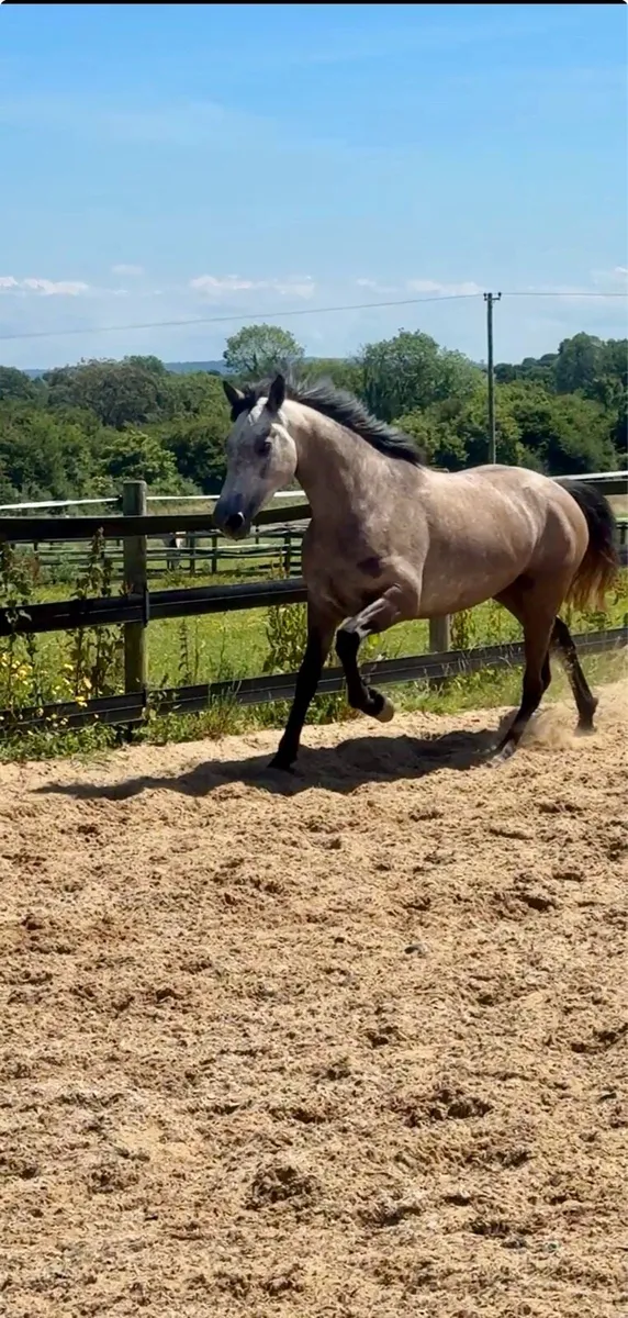 4 yo Connemara - Image 1