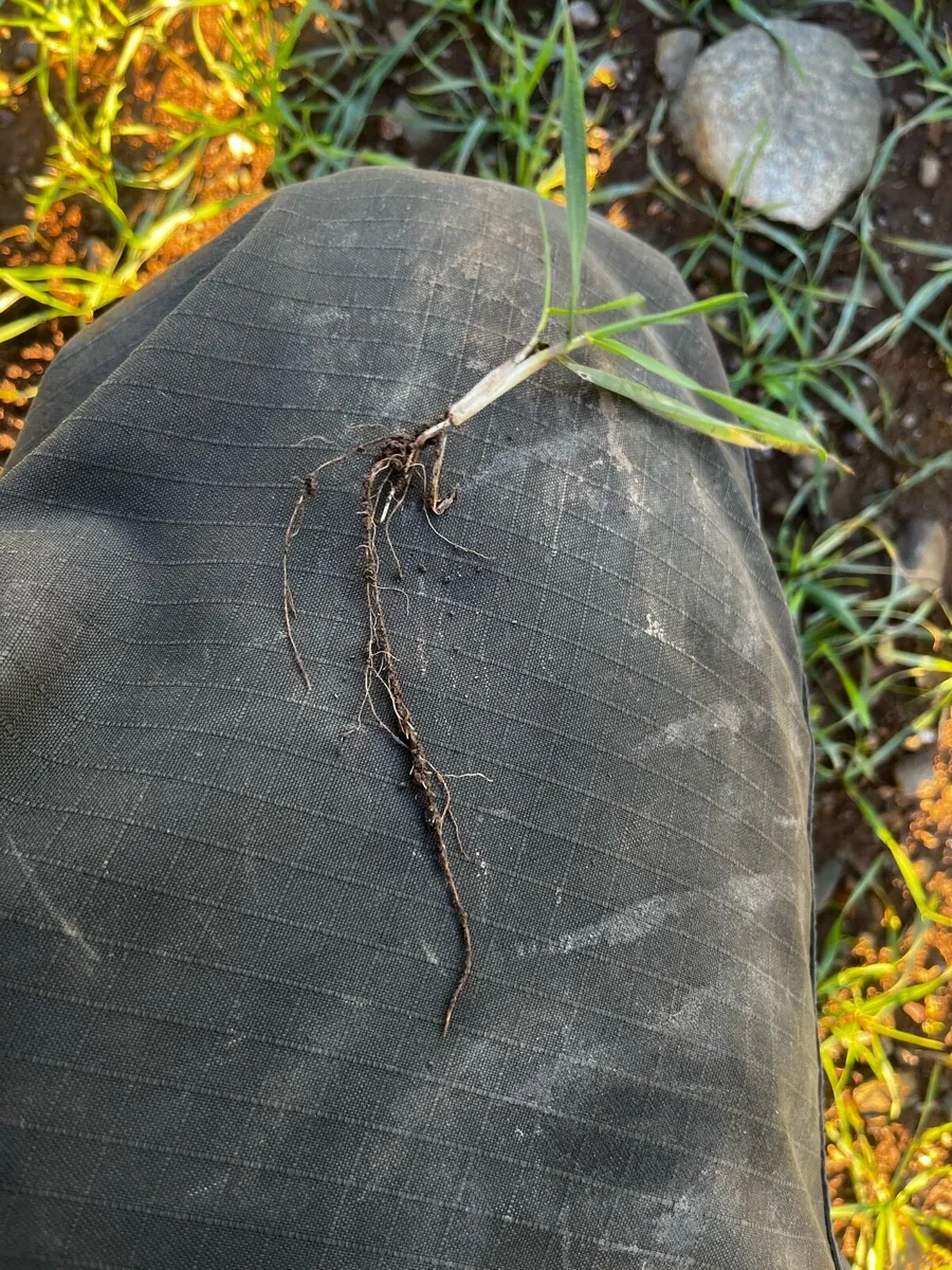 Independent Agronomist - Image 4
