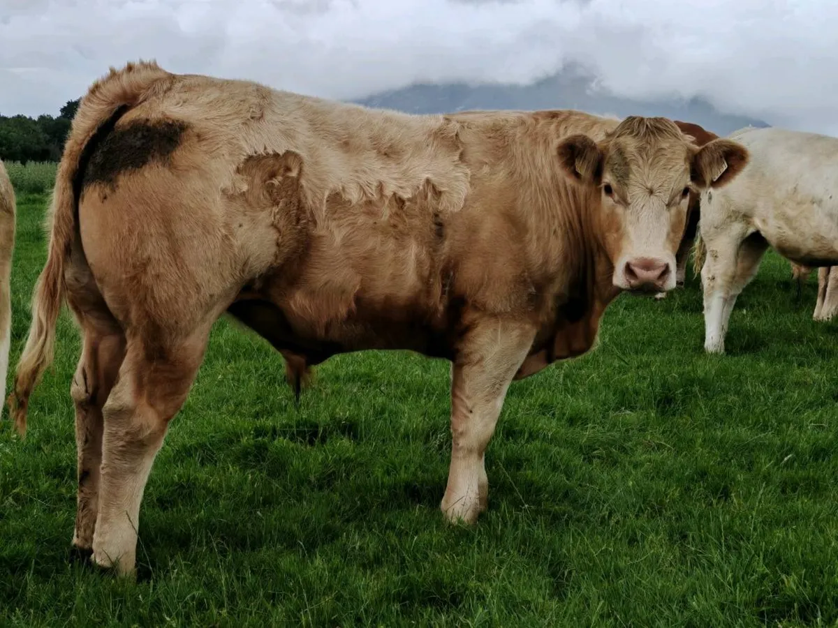 Exceptional Store Bullock's 500 kgs. - Image 4