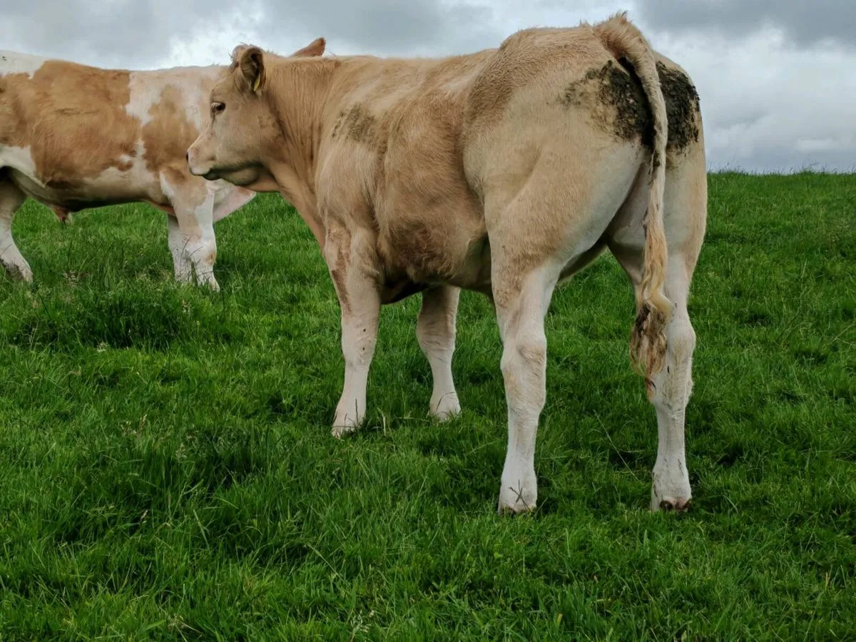 Exceptional Store Bullock's 500 kgs. - Image 2