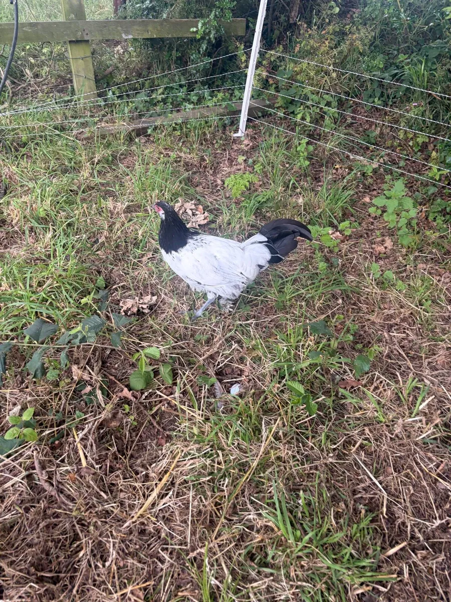 Cocks - Image 1