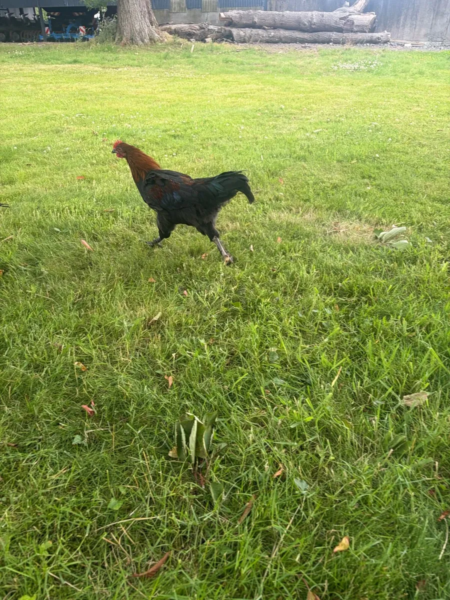 Cocks - Image 2