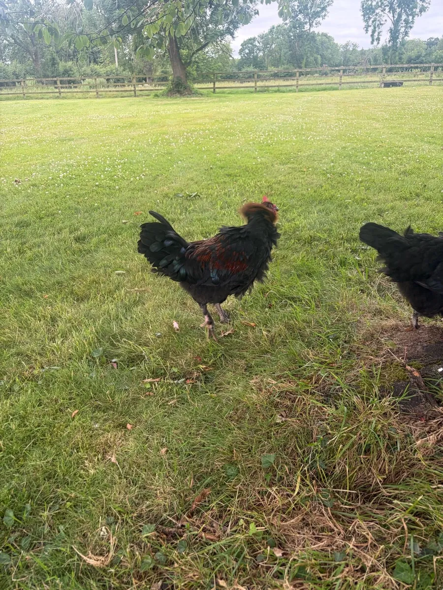 Cocks - Image 3