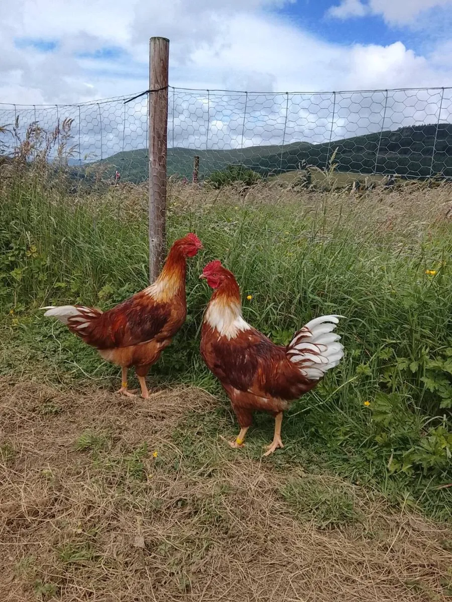 Rhode Island Red Roosters - Image 1