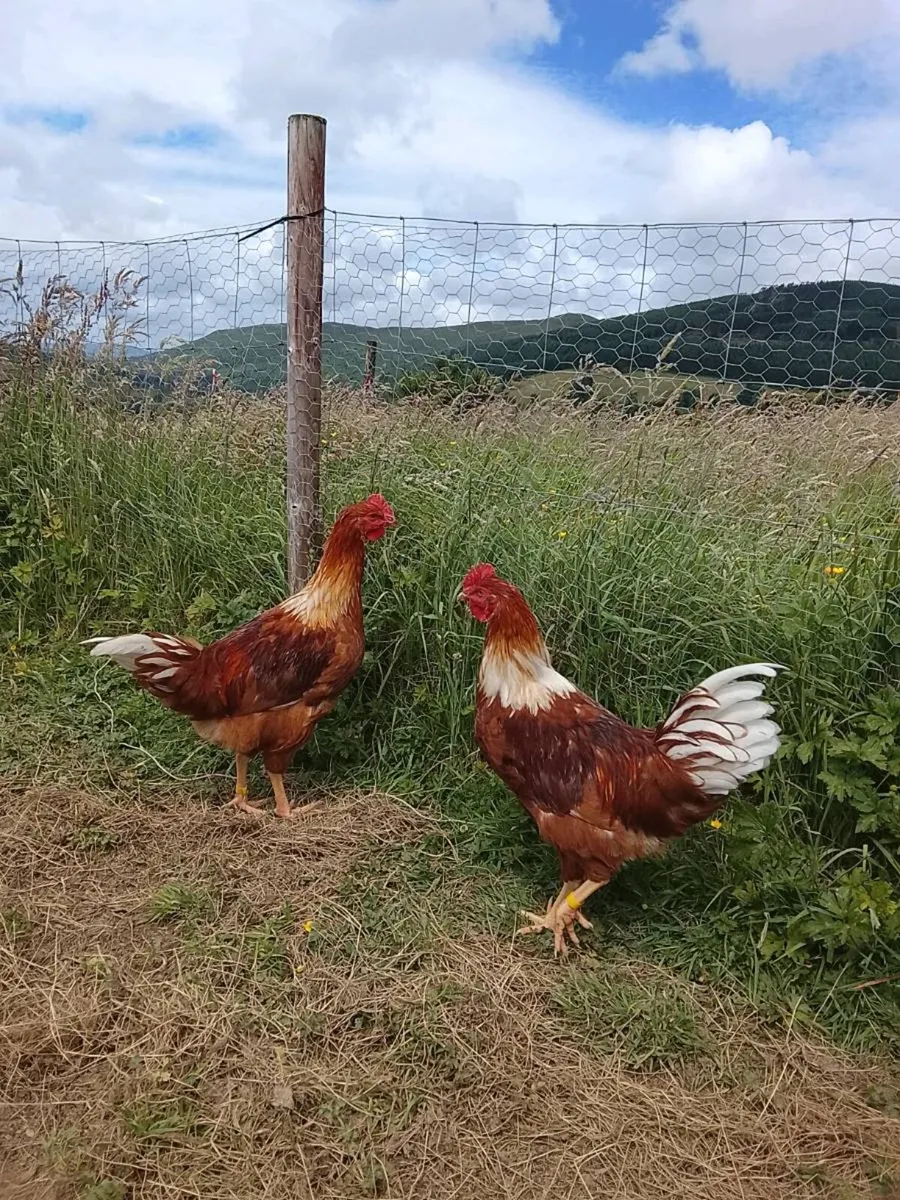 Rhode Island Red Roosters - Image 2