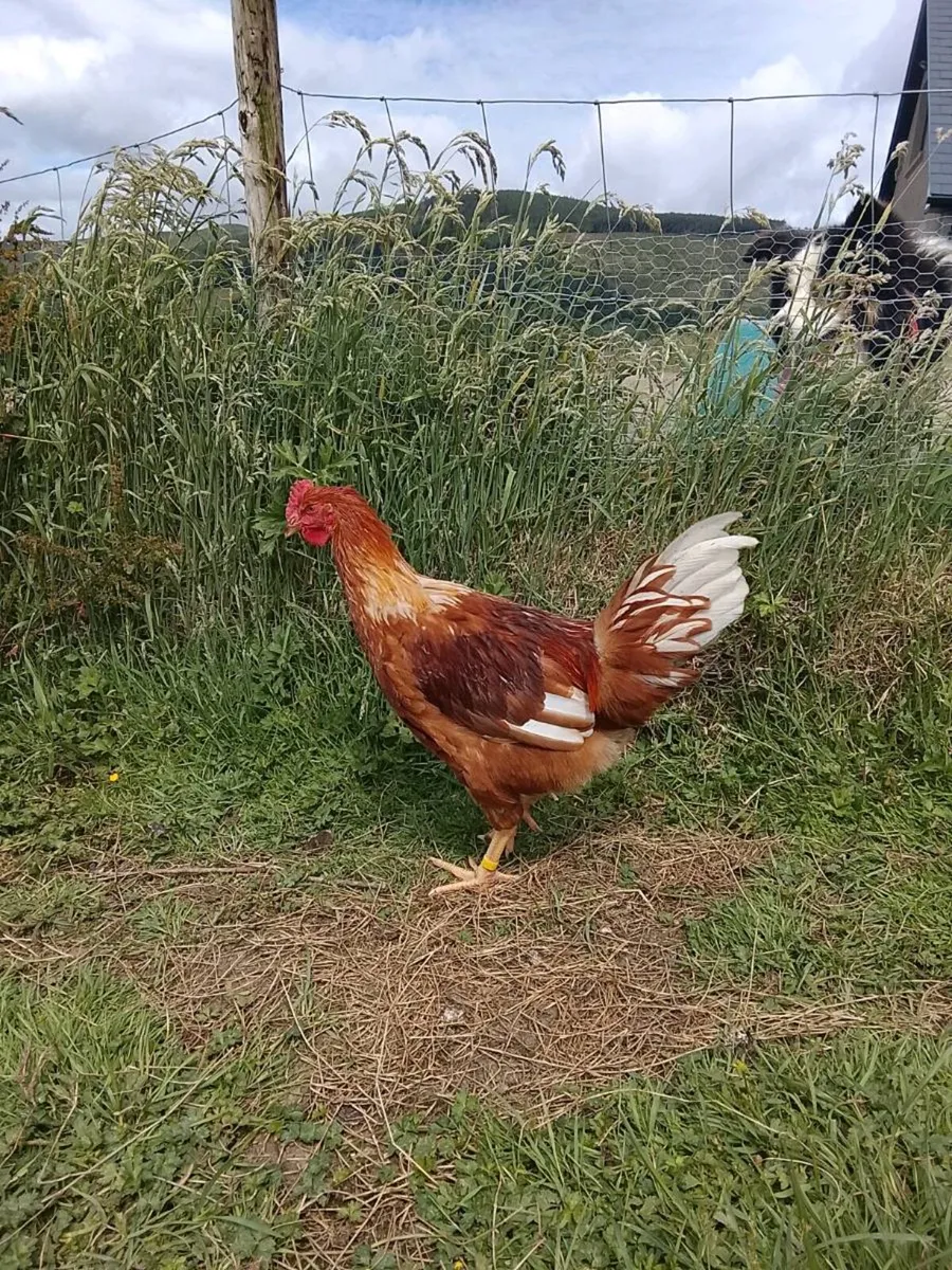 Rhode Island Red Roosters - Image 4