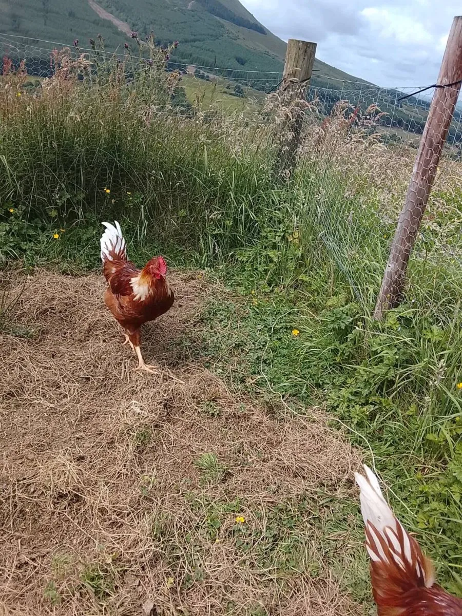 Rhode Island Red Roosters - Image 3