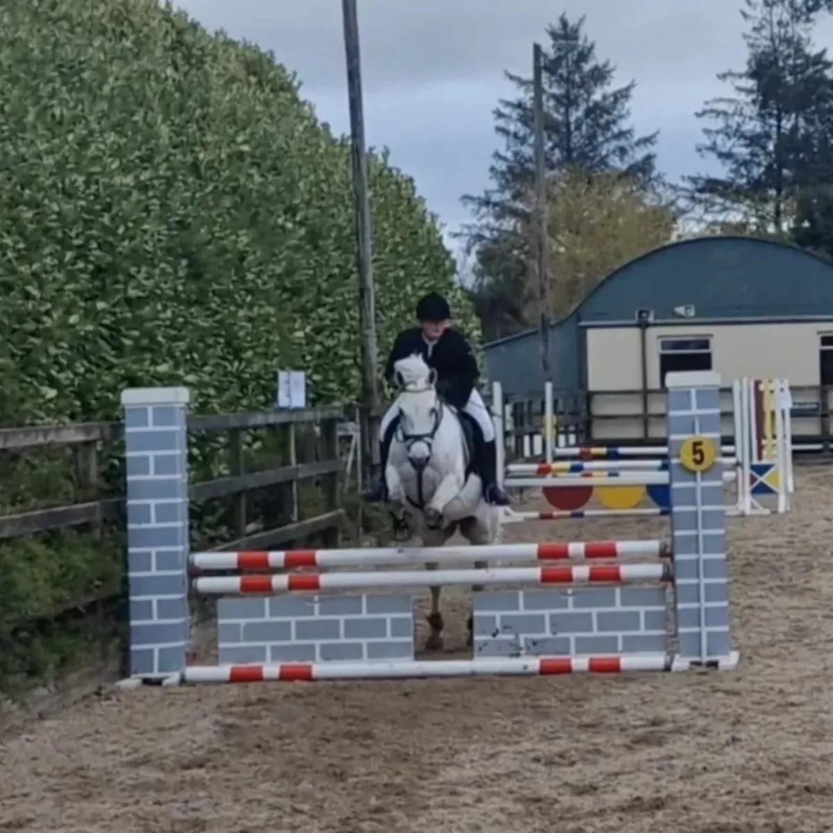 All rounder Connemara - Image 3