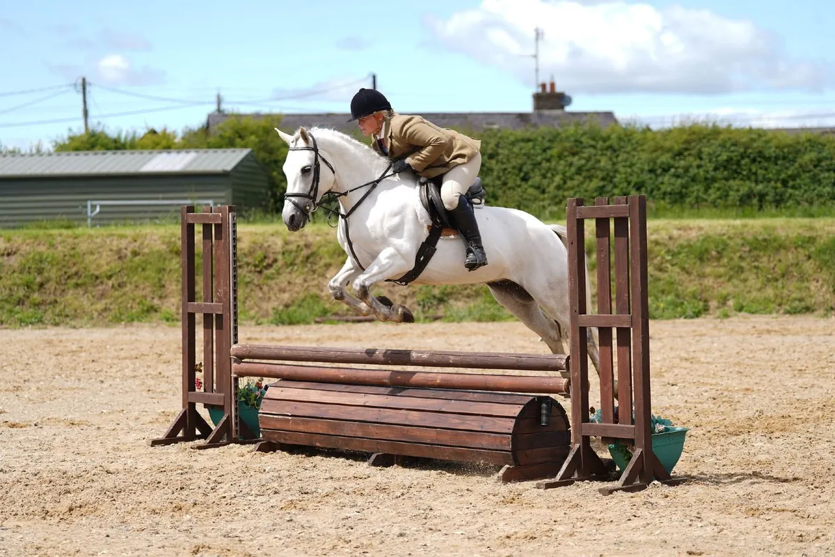 All rounder Connemara - Image 4