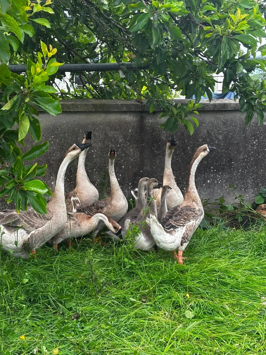 Chinese geese + hens - Image 1