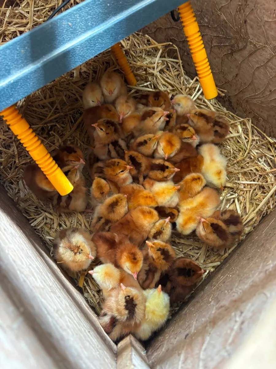 Chinese geese + hens - Image 2
