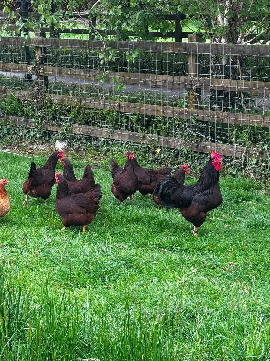 Chinese geese + hens - Image 3