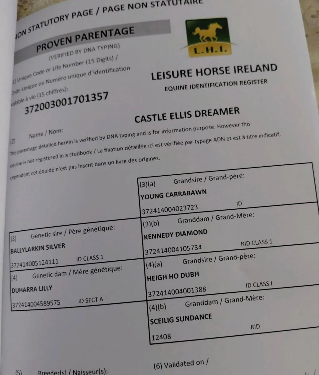 2yrs Irish draught filly - Image 3