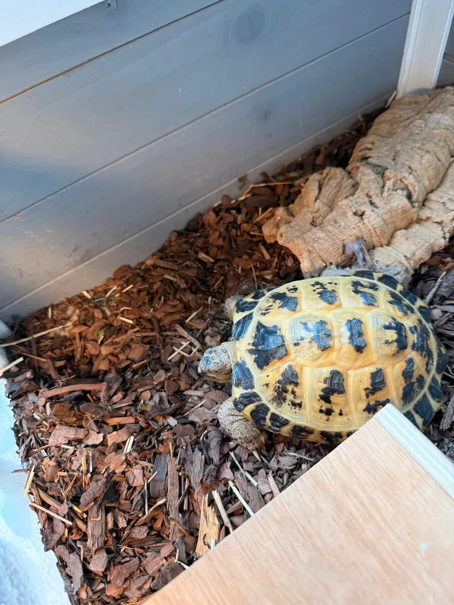 4-Year-Old Russian Tortoise with Enclosure - Image 2