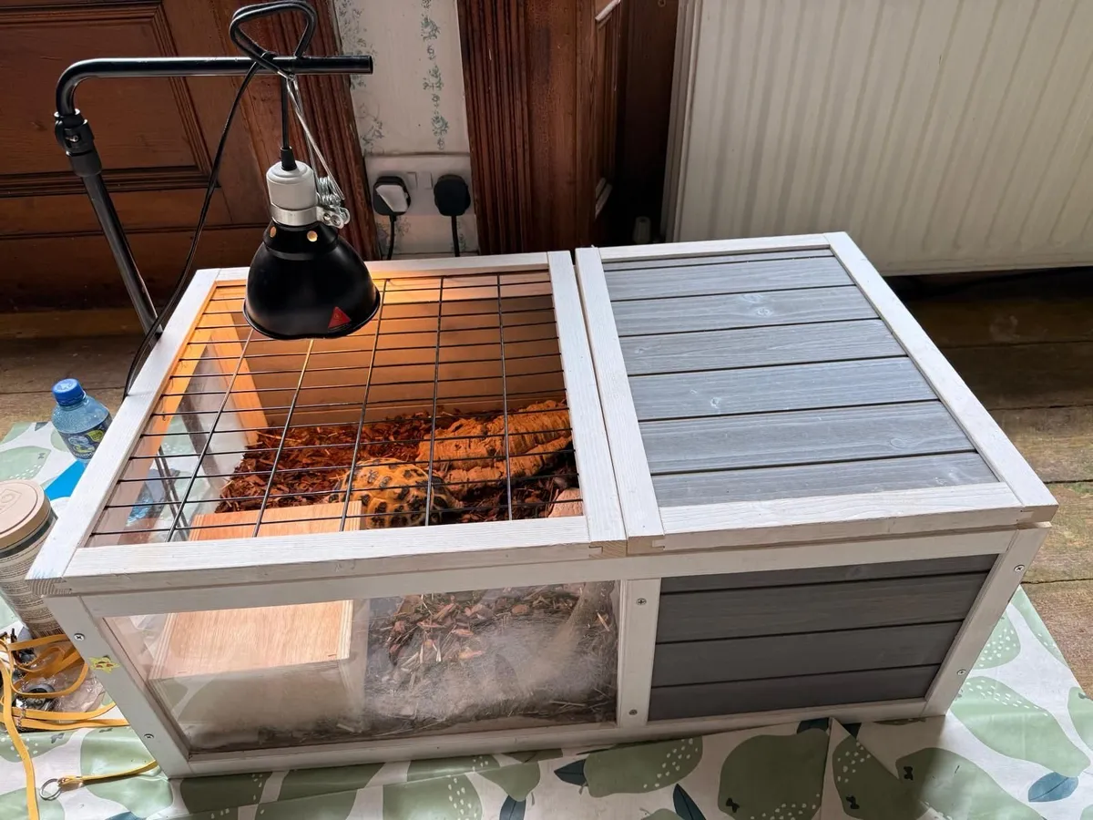 4-Year-Old Russian Tortoise with Enclosure - Image 3