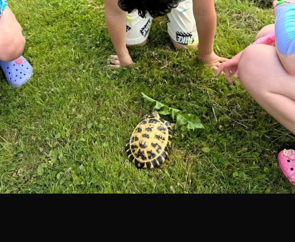 4-Year-Old Russian Tortoise with Enclosure - Image 1