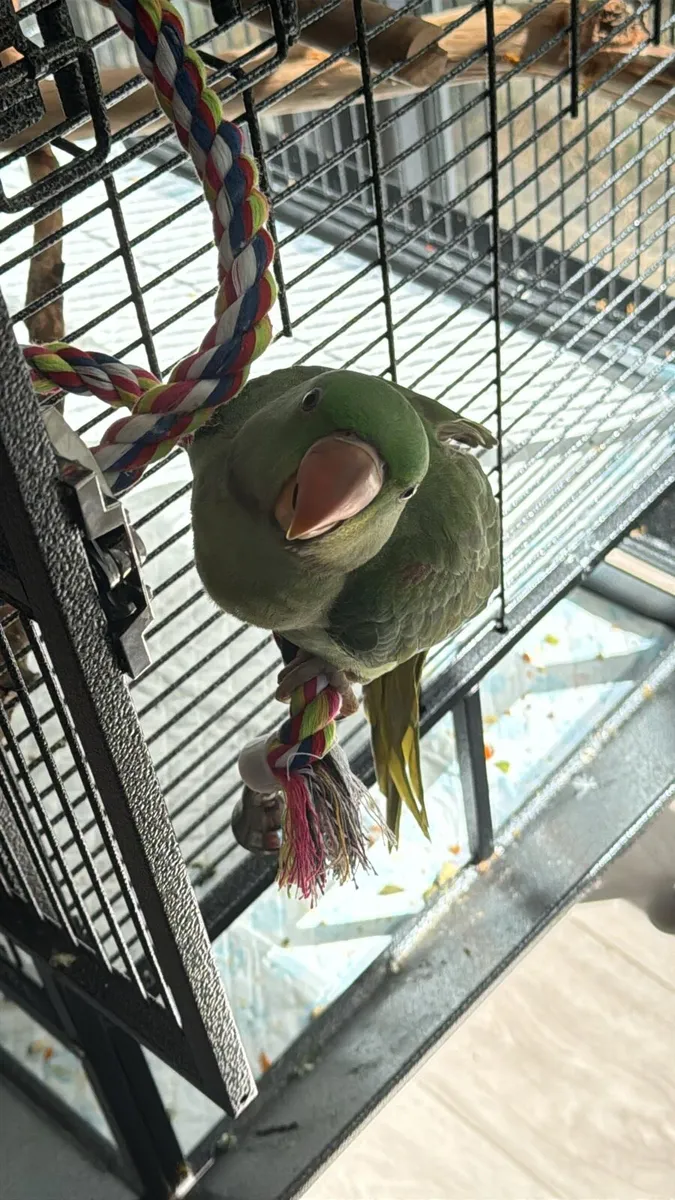 Alexandrine parrot 3 month old - Image 2