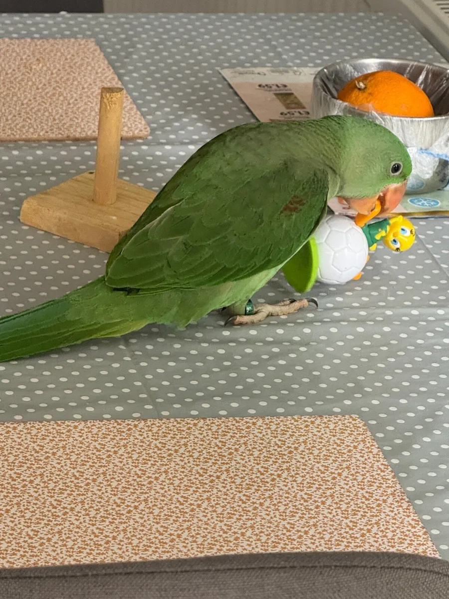 Alexandrine parrot 3 month old - Image 1