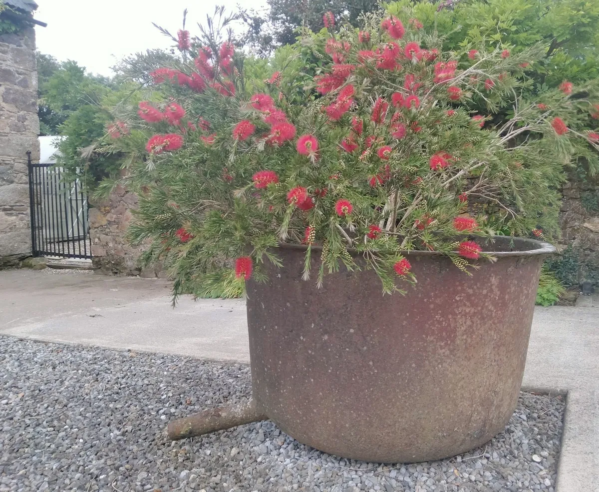Famine pots - Image 2
