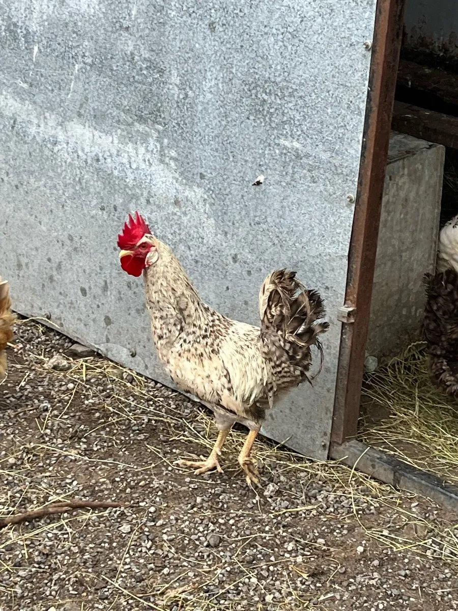 Chinese geese + hens - Image 4