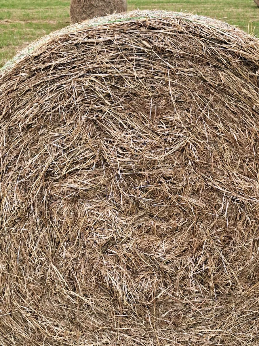 Hay for sale - Image 1