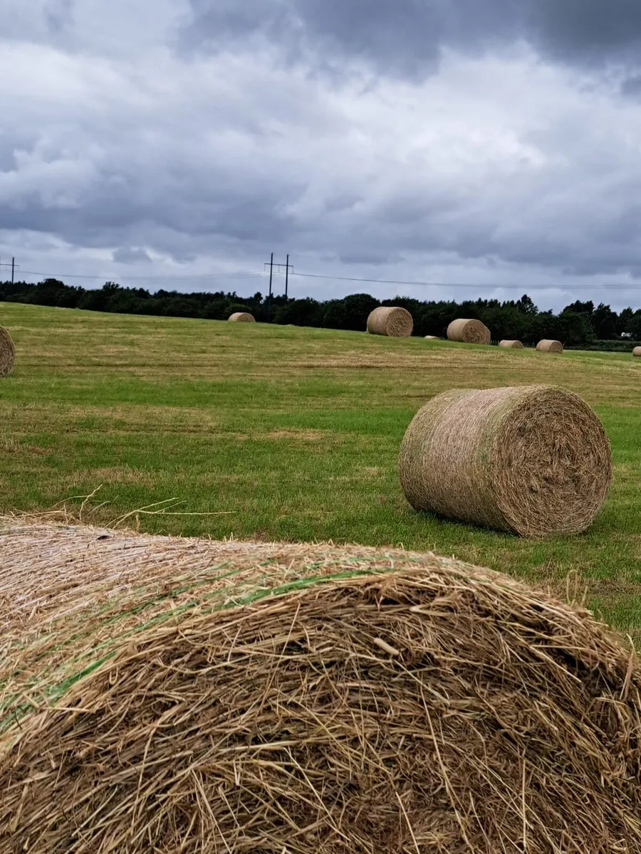 Hay for sale - Image 3