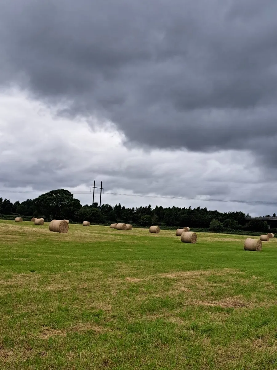 Hay for sale - Image 4
