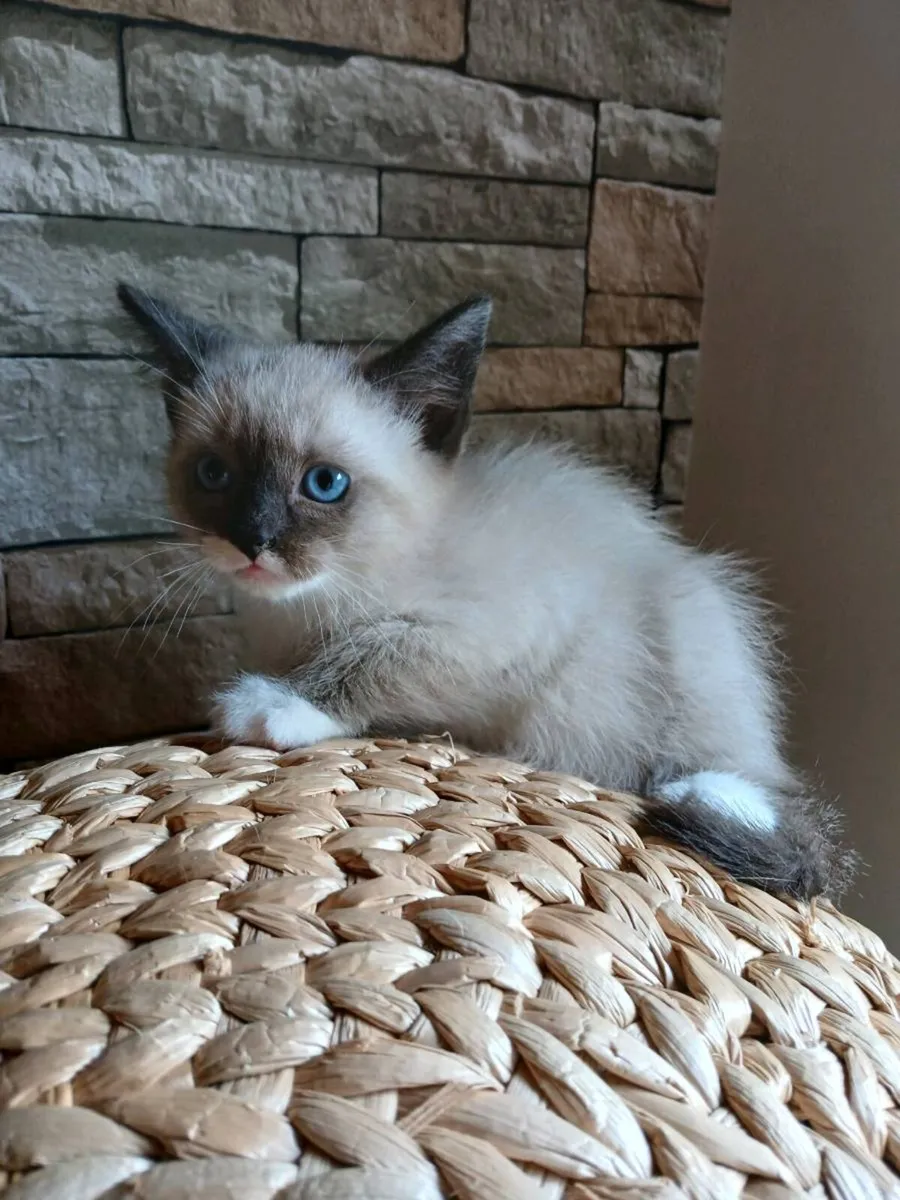 ragdoll kitten  x Male Scottish ****reduced price* - Image 2