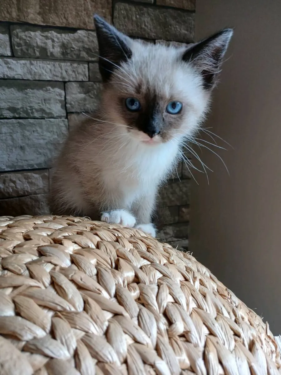 ragdoll kitten  x Male Scottish ****reduced price* - Image 1