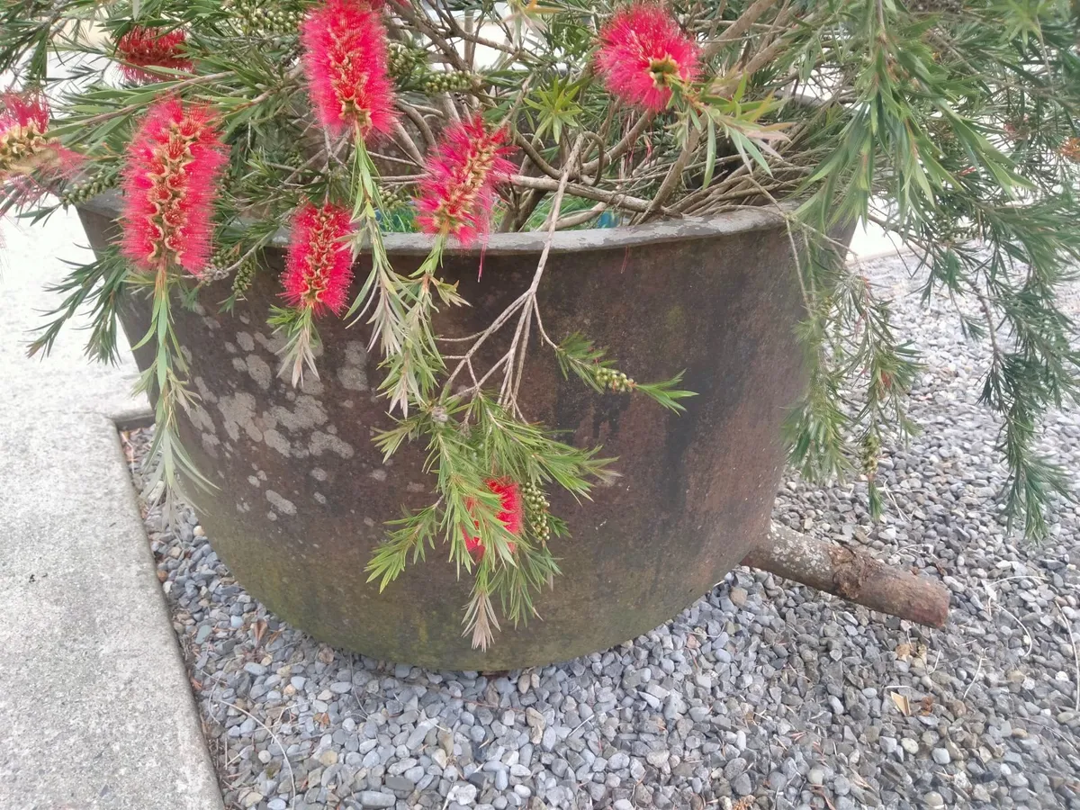 Famine pots - Image 4