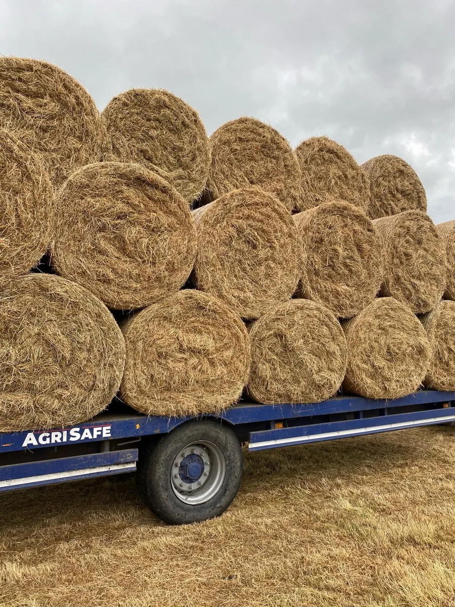 Hay