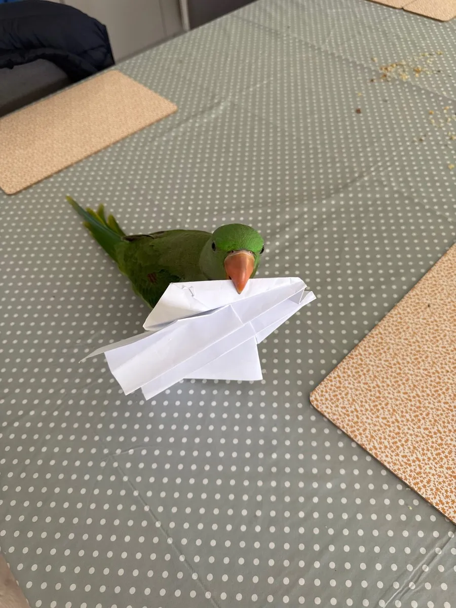 Alexandrine parrot 3 month old - Image 3