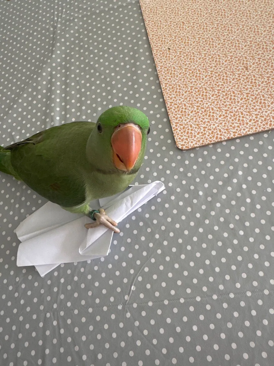 Alexandrine parrot 3 month old - Image 4