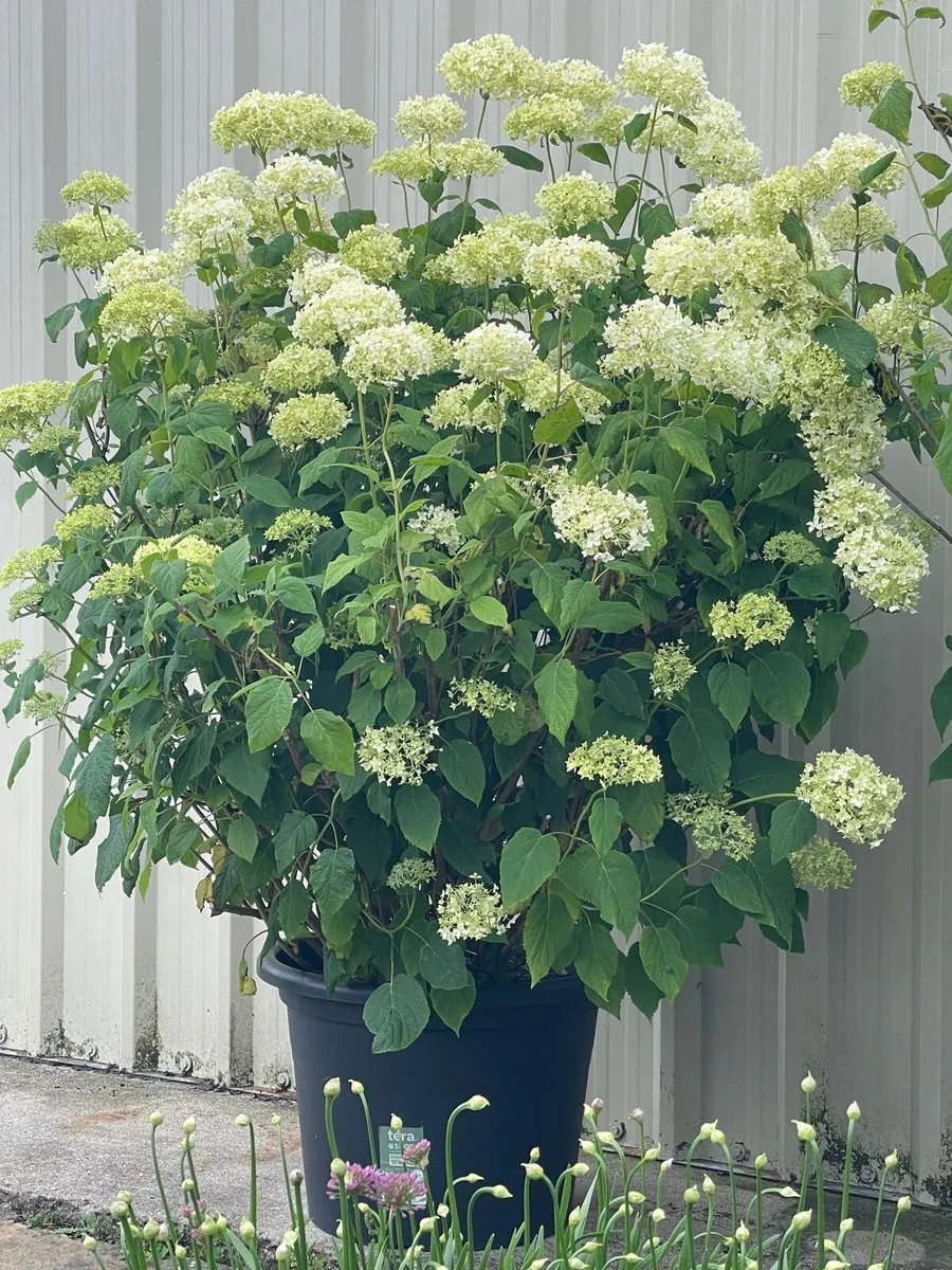 Hydrangea Annabelle 50 euro - Image 1