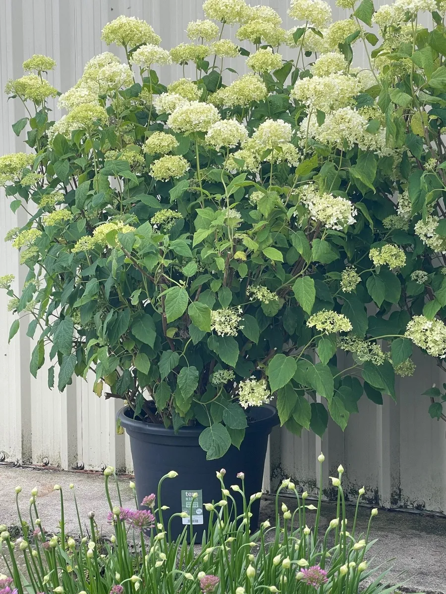 Hydrangea Annabelle 50 euro - Image 2