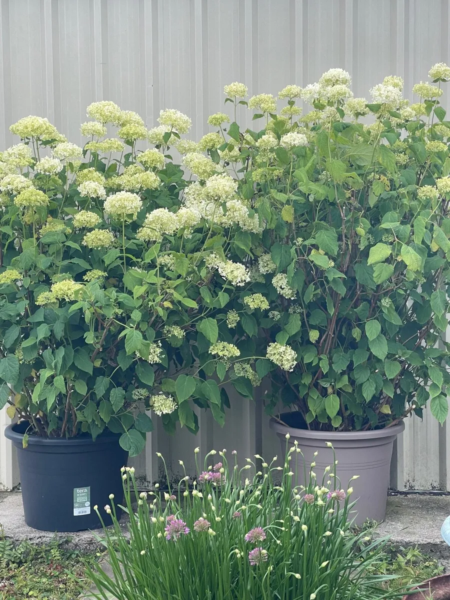 Hydrangea Annabelle 50 euro - Image 3