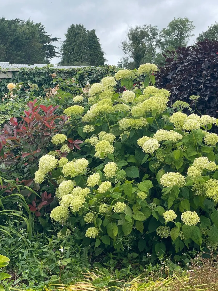 Hydrangea Annabelle 50 euro - Image 4