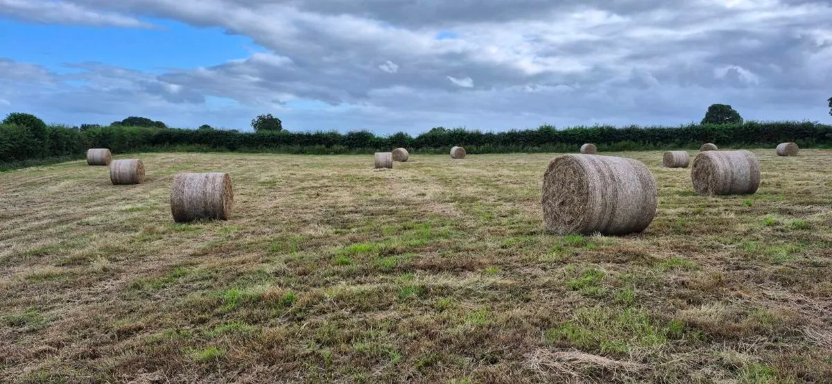 Hay - Image 2