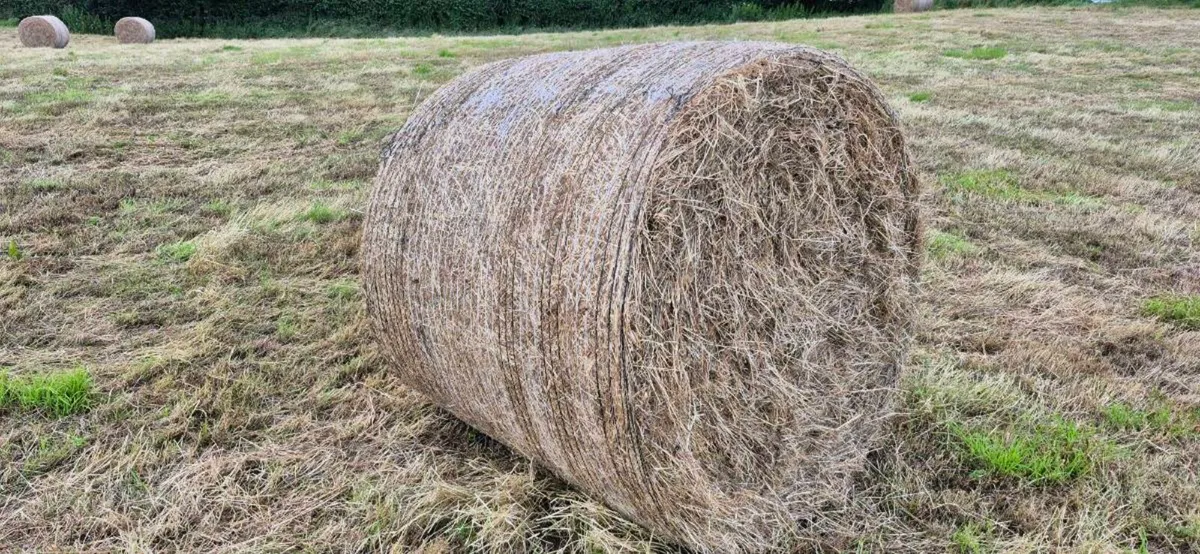 Hay - Image 1