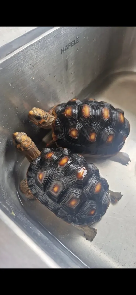 Tortoise - Image 1
