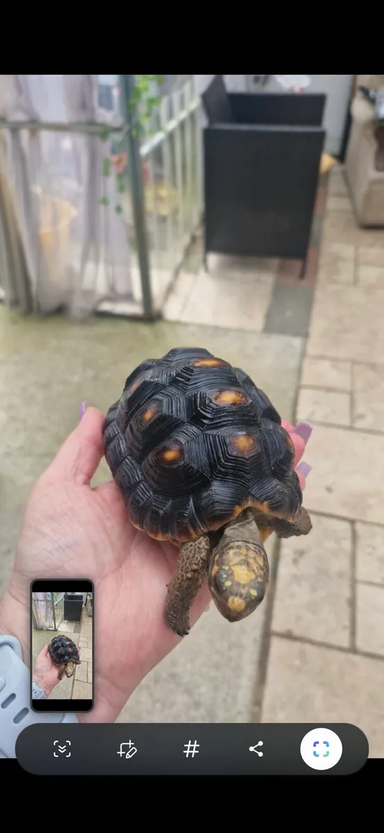 Tortoise - Image 2